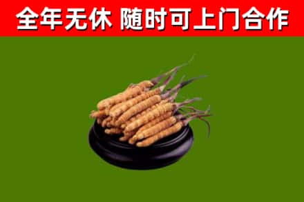 图木舒克烟酒回收冬虫夏草.jpg