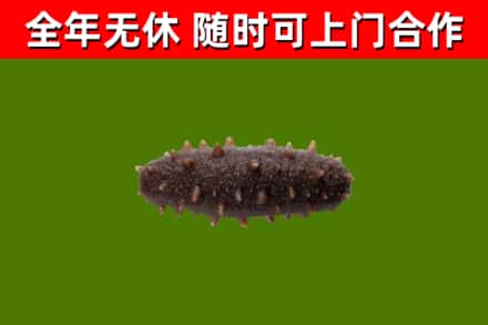 图木舒克烟酒回收干海参.jpg